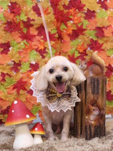 20241126メルくん